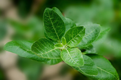L'ashwagandha est considérée comme sûre, mais certains profils présentent une contre-indication à sa consommation.