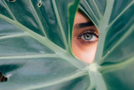 collagène végétarien, vegan ou animal ? 